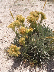 Arnebia densiflora (Arnebia densiflora)