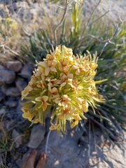 Arnebia densiflora (Arnebia densiflora)