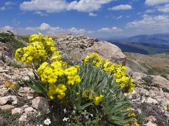 Arnebia densiflora (Arnebia densiflora)