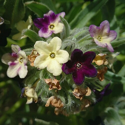 Zi cao: Arnebia euchroma — Field observation from Location, 32.336000, 78.005000, India. Collected by Chayant Gonsalves (2019-06-17). Recorded in GBIF occurrence 309058