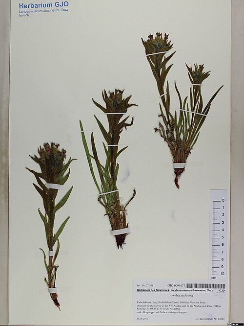 Zi cao: Arnebia euchroma — Herbarium specimen from Tadschikistan, Berg-Badakhshan; Pamir, Südliche Alitschur-Kette Distrikt Murghob; etwa 23 km SW Alichur und 14 km N K