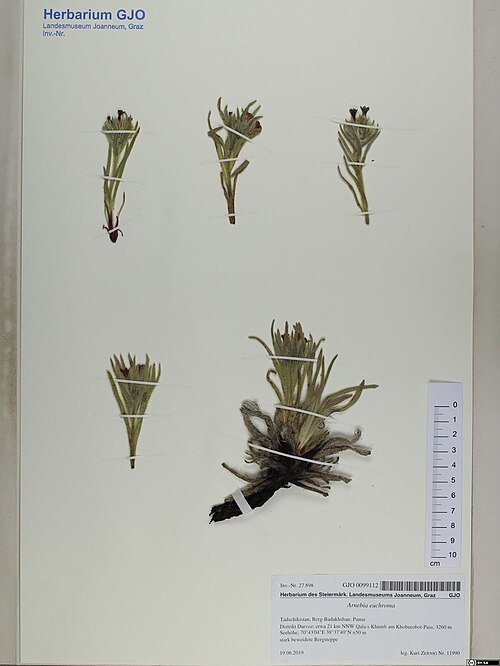 Zi cao: Arnebia euchroma — Herbarium specimen from Tadschikistan, Berg-Badakhshan; Pamir Distrikt Darvoz; etwa 21 km NNW Qala-i-Khumb am Khoburobot-Pass; 3260 m Seehöhe