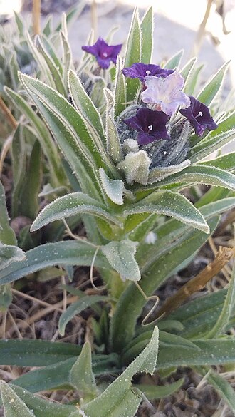 Zi cao: Arnebia euchroma — Field observation from Горно-Бадахшанская автономная область, Таджикистан, Tajikistan. Collected by Andrew Bazdyrev (2024-05-28). Recorded in