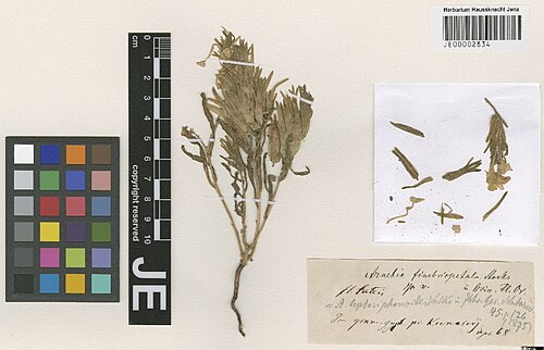 Arnebia fimbriopetala: Arnebia fimbriopetala — Herbarium specimen from in gram. gyr. pr. Kumaredj, Iran. Collected by Haussknecht,C. s.n. [1868-04] (1868-04). Recorded in GBIF occurre