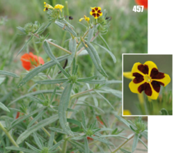 Arnebia guttata: Arnebia guttata, Tajikistan