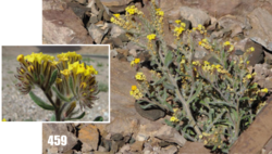 Arnebia guttata: Arnebia tibetana, Tajikistan