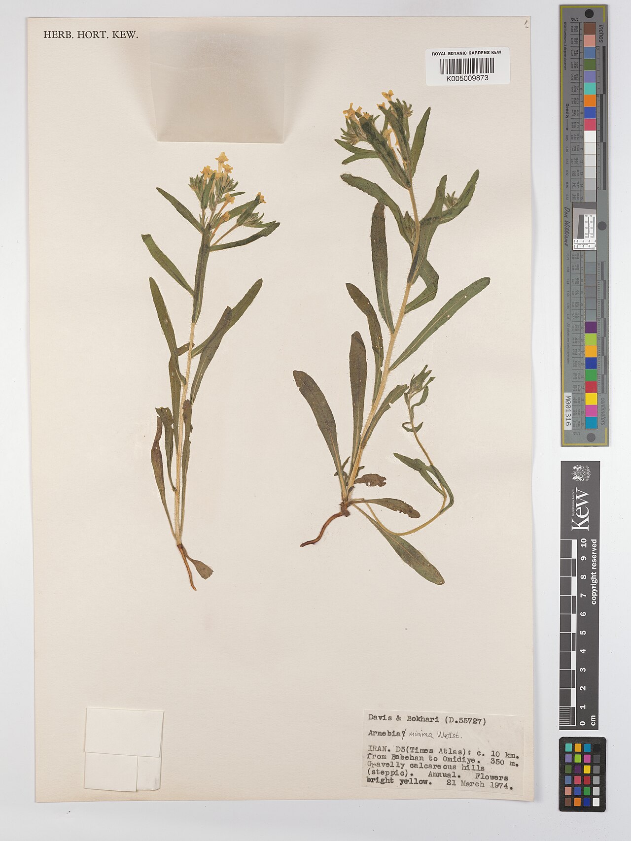 Arnebia minima: Arnebia minima — Herbarium specimen from D5(Times Atlas), c. 10 km. from Bebehan to Omidiye., Iran. Collected by Davis; Bokhari (1974-03-21). Recorded in GBIF o