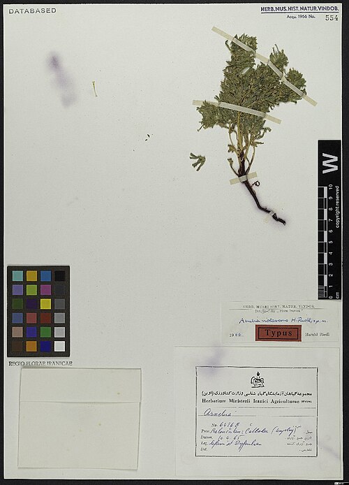 Arnebia violascens: Arnebia violascens — Herbarium specimen from . Baloučestan, Cahbahar [Chah Bahar] (Umgebung), Iran. Collected by Safavi,S.R. & Dezfoulian 6426 E (1965-04-10). R