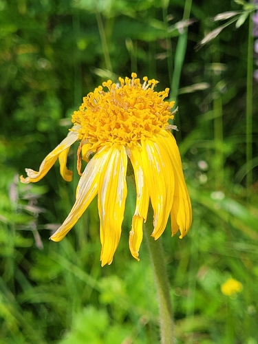 Mountain arnica (Arnica montana)