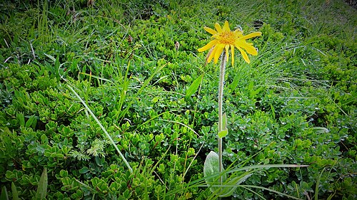 Mountain arnica: Arnica en Vanoise