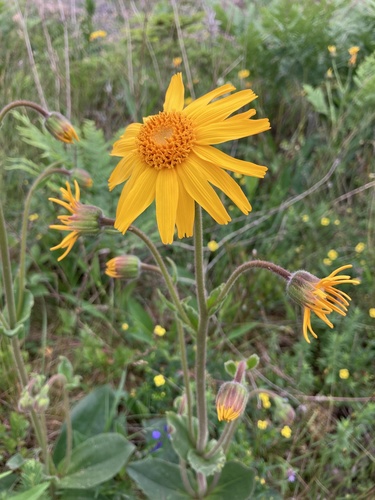 Mountain arnica (Arnica montana)