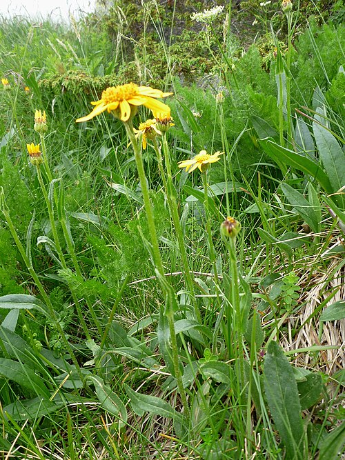 Mountain arnica: Arnica montana . In Cabdella