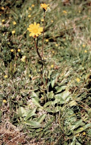 Mountain arnica