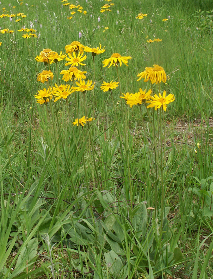 Mountain arnica: Arnica montana , Festuco-Genistetum sagittalis, Schwäbisch-Fränkischer Wald, Germany