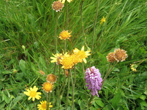 Mountain arnica (Arnica montana)