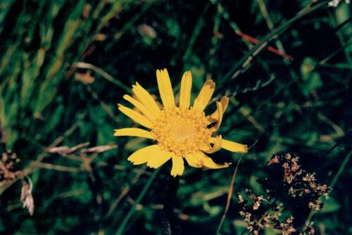 Mountain arnica (Arnica montana)