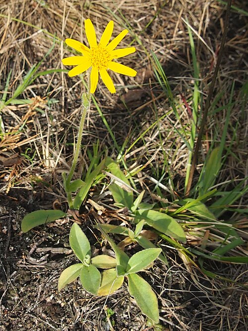 Mountain arnica: Arnica montana Blüte, Standort Naturpark Südheide, Niedersachsen