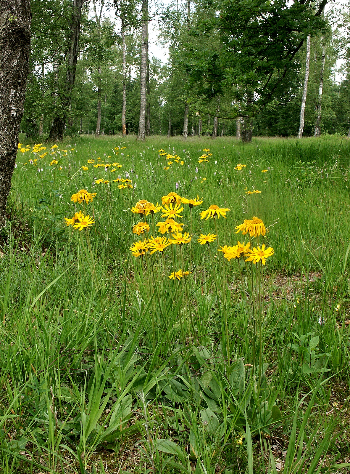 Mountain arnica: Arnica montana , Festuco-Genistetum sagittalis, Schwäbisch-Fränkischer Wald, Germany