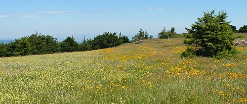 Mountain arnica: Agricol impact on Arnica montana ; left : Rhinanthus alectorolophus, right : Arnica montana ; Markstein, Vosges's montains, Alsace, France, July 2008