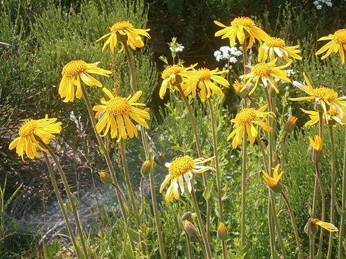 Mountain arnica: Fleurs d'Arnica montana dans les monts d'Aubrac