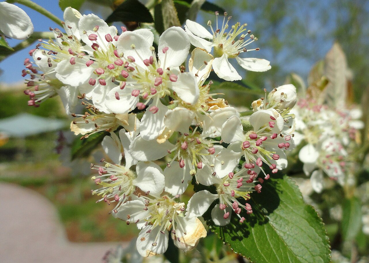 Red chokeberry: Aronia arbutifolia 'Brilliantissima' - United States Botanic Garden, Washington, DC, USA.