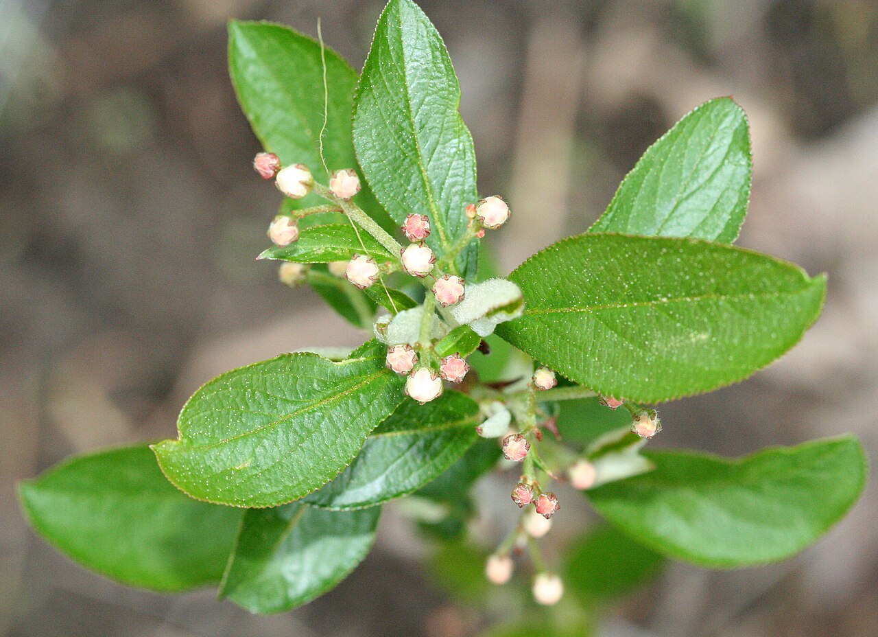 Red chokeberry: Aronia arbutifolia - red chokeberry - Town of Skaneateles, Onondaga County, New York