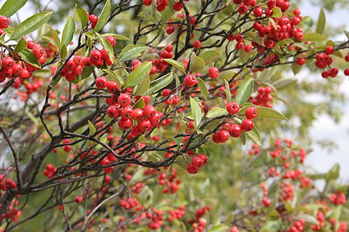 Red chokeberry: Red Chokeberry - Aronia arbutifolia (L.) Pers.