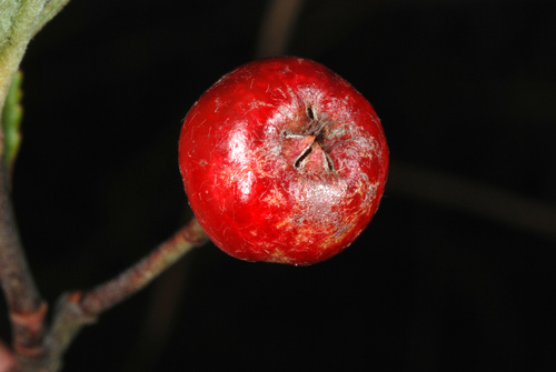 Red chokeberry (Aronia arbutifolia)