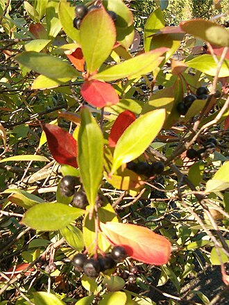 Red chokeberry: Location: Botanical Gardens Berlin, Aronia arbutifolia Habitus, Leaves and Fruits