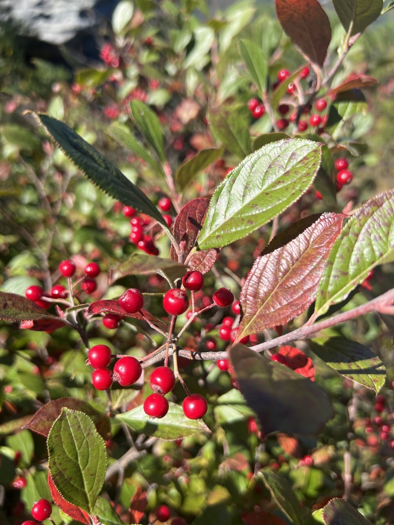 Red chokeberry (Aronia arbutifolia)