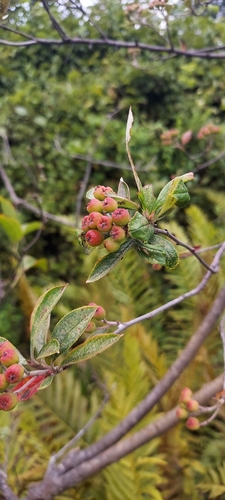 Red chokeberry (Aronia arbutifolia)