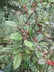 Red chokeberry (Aronia arbutifolia)