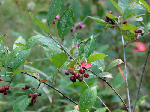 Red chokeberry (Aronia arbutifolia)