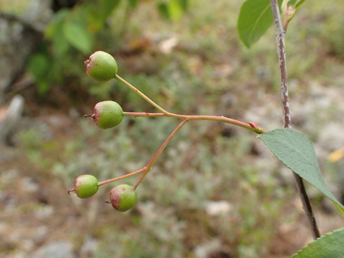 Black chokeberry (Aronia melanocarpa)