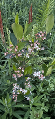 Black chokeberry (Aronia melanocarpa)