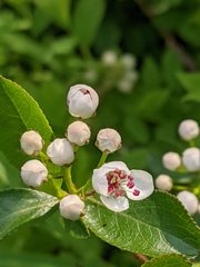 Black chokeberry (Aronia melanocarpa)