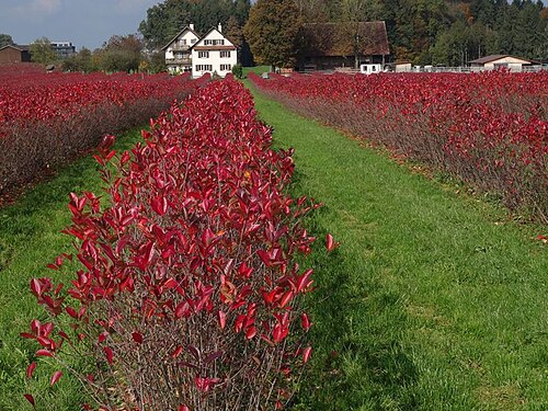 Black chokeberry: intensive rote Herbstfärbung der Aronia