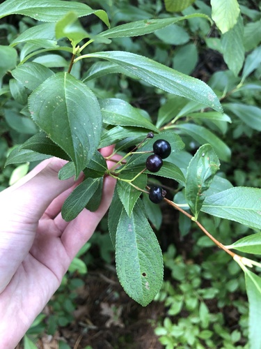 Black chokeberry (Aronia melanocarpa)