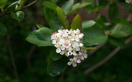 Black chokeberry: Name Aronia melanocarpa Subfamily Maloideae Family Rosaceae Flowers and leaves