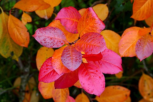 Black chokeberry: Aronia leaves ( Aronia melanocarpa ) on a rainy autumn day in Tuntorp, Brastad, Lysekil Municipality, Sweden.