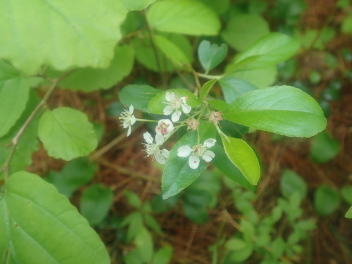 Black chokeberry (Aronia melanocarpa)