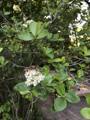 Black chokeberry (Aronia melanocarpa)