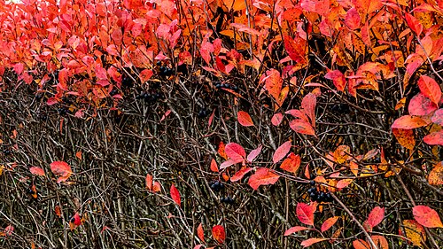 Black chokeberry: Aronia hedge with berries (Aronia melanocarpa) on a rainy autumn day in Tuntorp, Brastad, Lysekil Municipality, Sweden.