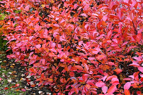 Black chokeberry: Aronia leaves ( Aronia melanocarpa ) on a rainy autumn day in Tuntorp, Brastad, Lysekil Municipality, Sweden.