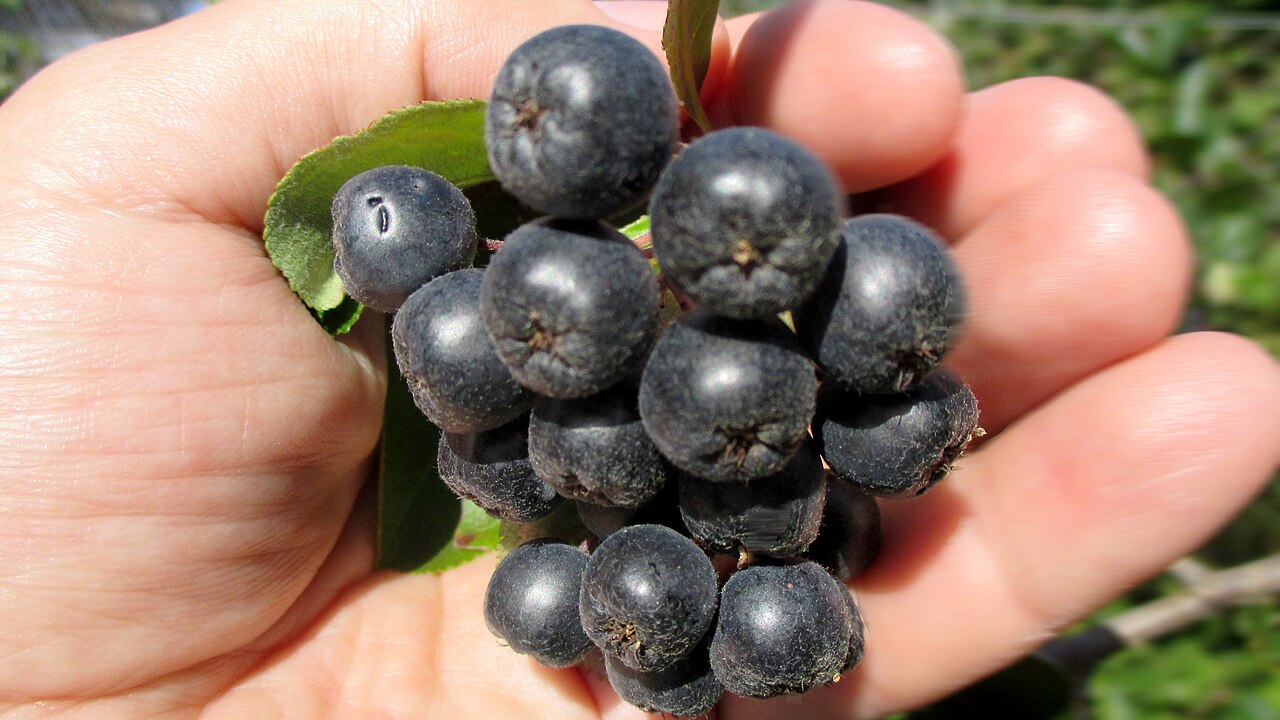 Purple chokeberry: +Aronia Beeren in Sachsen