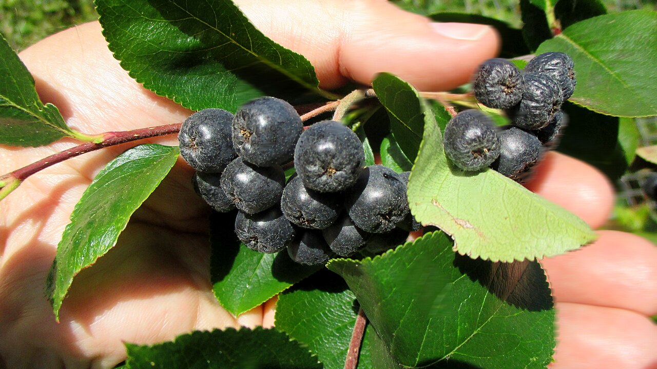 Purple chokeberry: +Aronia Beeren - Sachsen