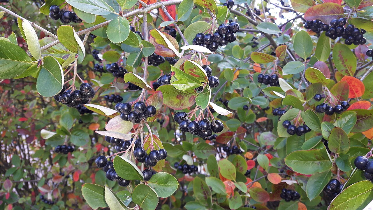 Purple chokeberry: Aronia prunifolia bush with berries in autumn.