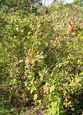 Purple chokeberry (Aronia × prunifolia)
