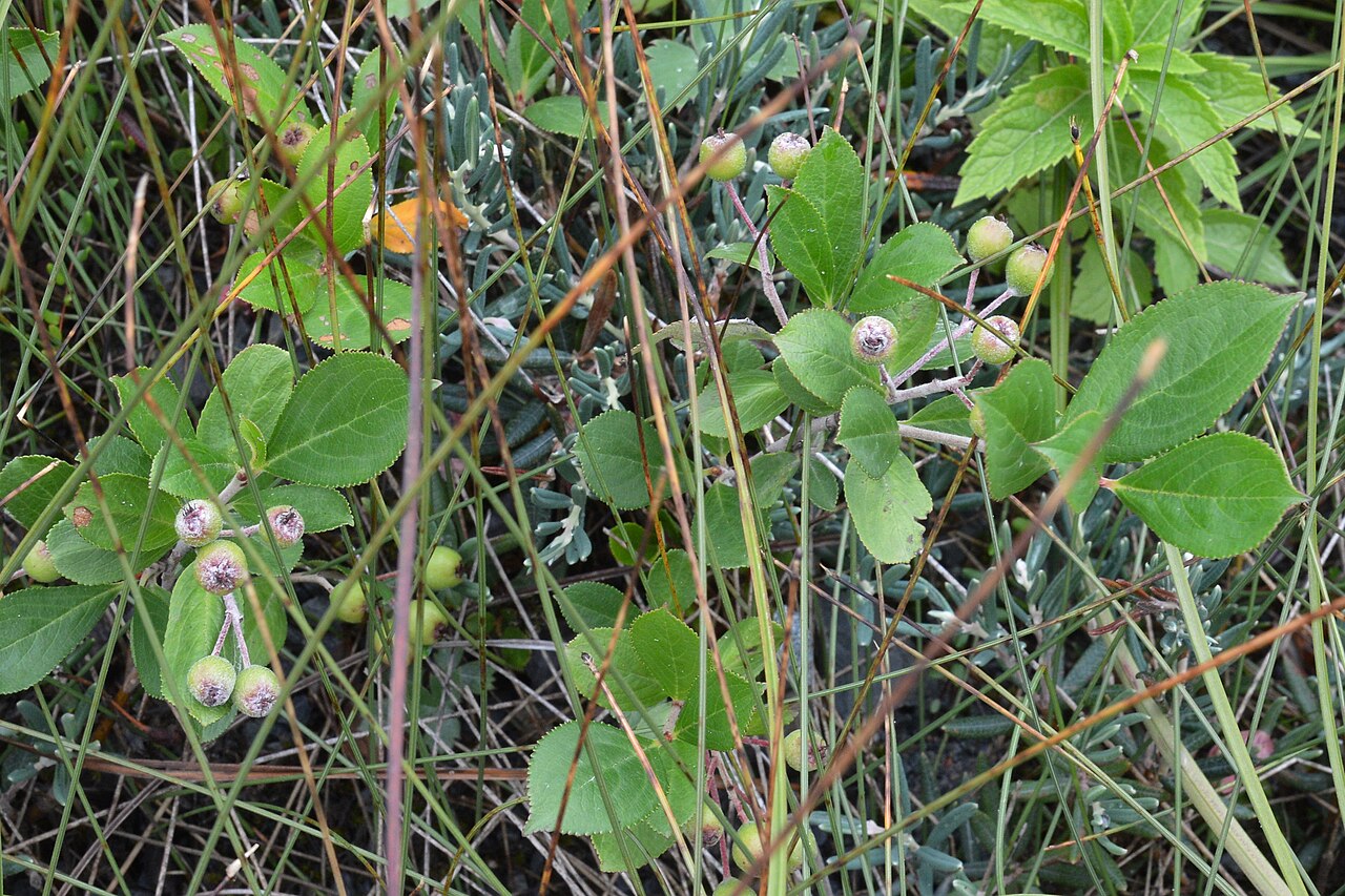 Purple chokeberry: Purple Chokeberry ( Aronia × prunifolia ) at Western Brook Trail in Gros Morne National Park, Newfoundland and Labrador, Canada.