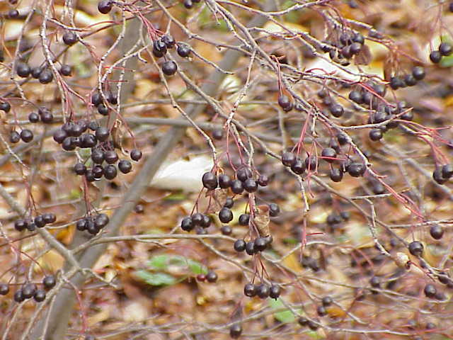 Purple chokeberry: Species : Aronia prunifolia Family : Rosaceae Image No. 2